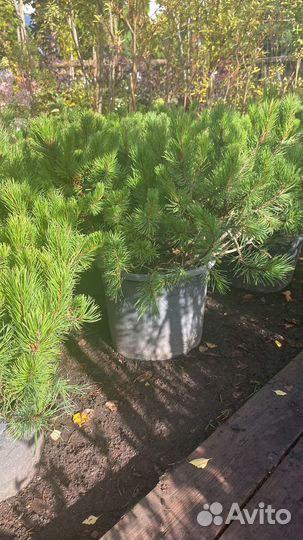 Сосна горная