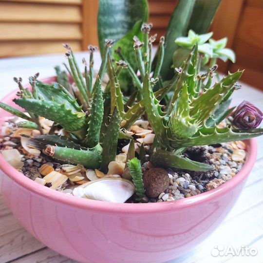 Минисадики из суккулентов