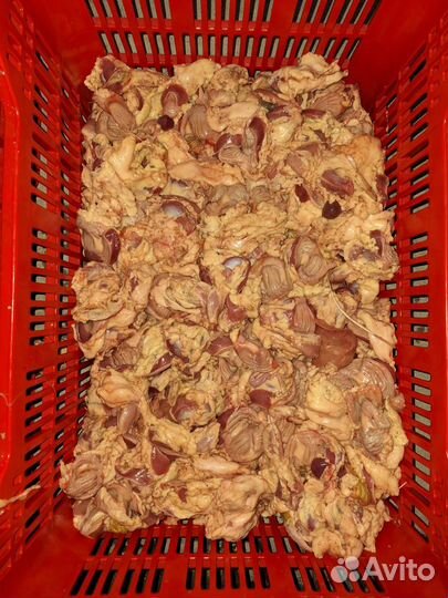 Куры бройлеры тушки мясо