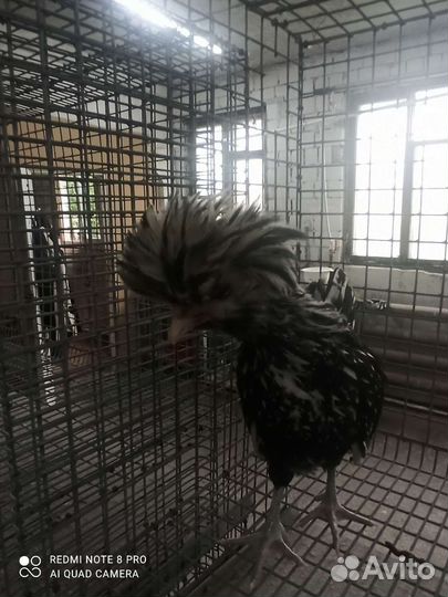 Цыплята падуан