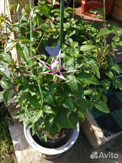 Тайга Клематис, большие 3-х летки