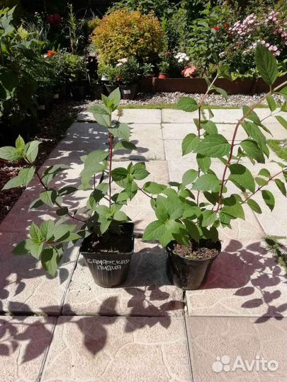 Гортензия Самарская Лидия