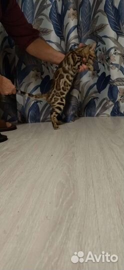 Котята бенгалы