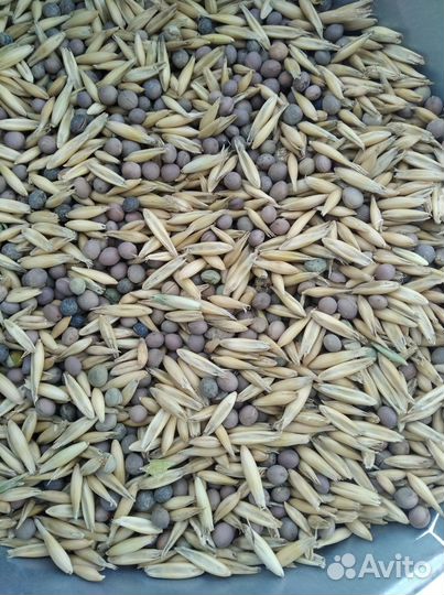 Викоовсяная смесь Вика-овес 40/60