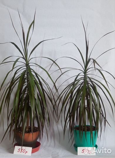 Комнатные растения цветы