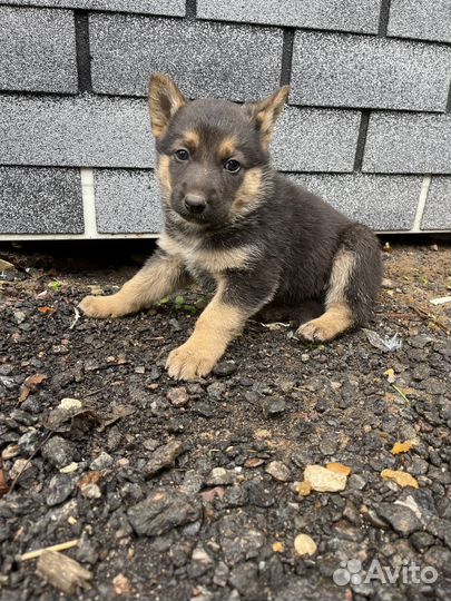 Щенки немецккой овчарки