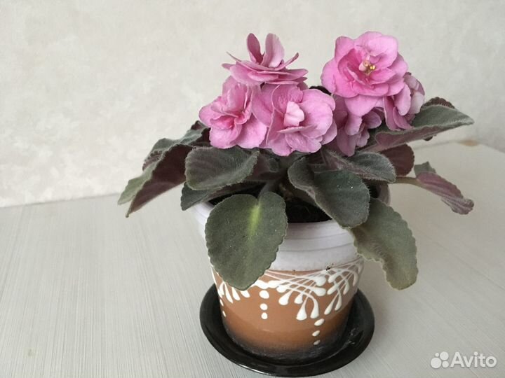 Мои домашние цветы