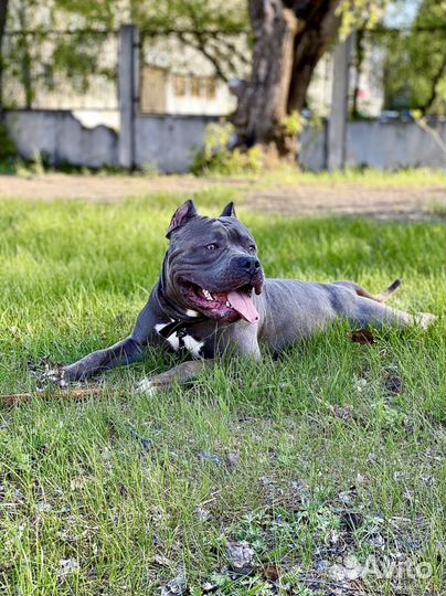 Американский булли вязка