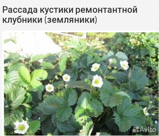 Рассада ремонтантной клубники прямо с грядки