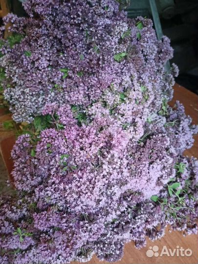 Душица матрёшка