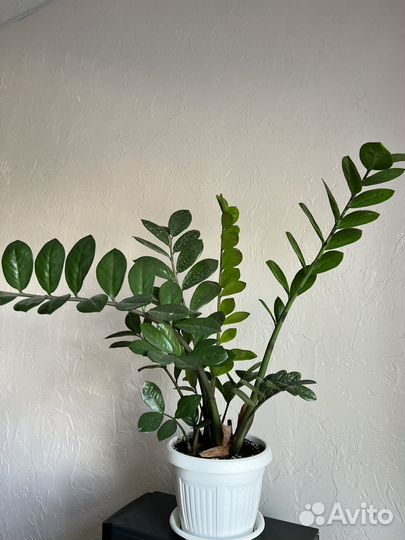 Замиокулькас