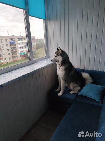 Вязка хаски