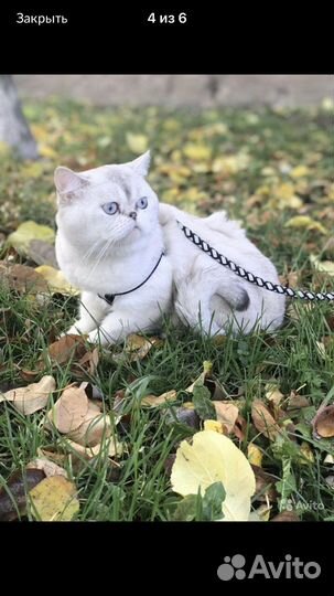 Шикарный кот (вязка)