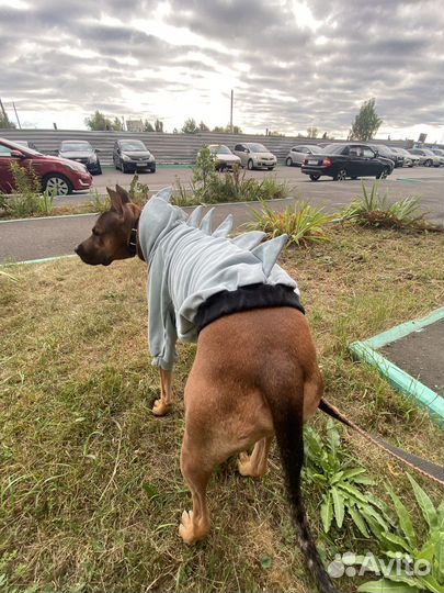 Одежда для собак