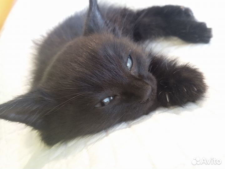 Котёнок мальчик