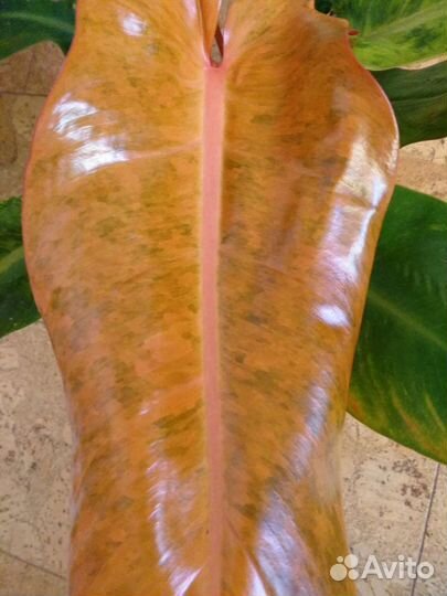 Карамель крем Джанг февер вар и другие