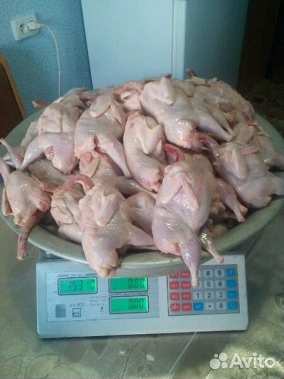 Перепелки, мясо перепёлок