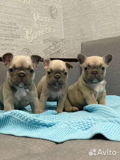 Французский бульдог щенки