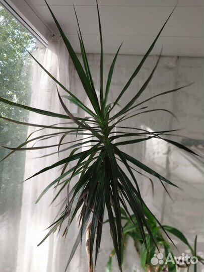 Пальма драцена 140 см