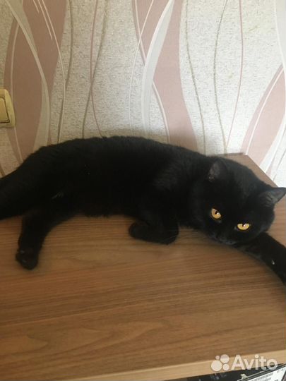 Молодой котик