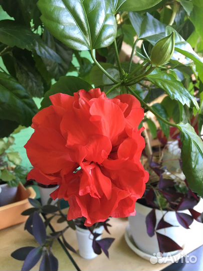 Олеандр розовый, гибискусы-розаны