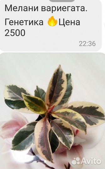 Фикус Мелани Вариегата