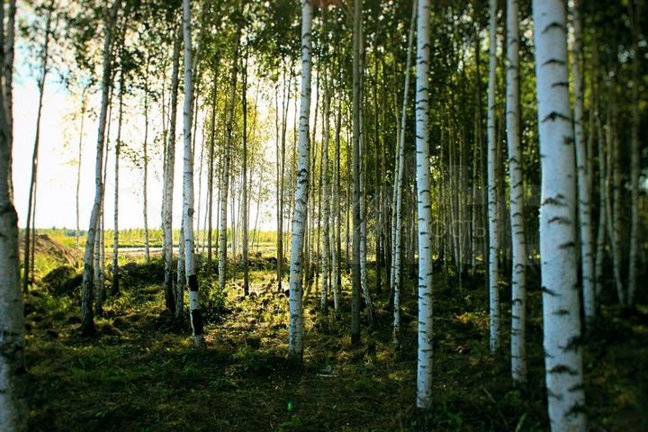 Участок 14,6 сот. (ИЖС)