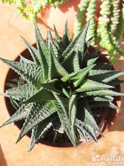 Хавортии лимифолия и извилистая