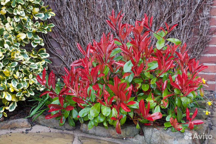 Фотиния Литл Ред Робин