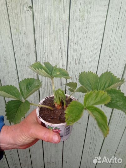 Клубника и земляника