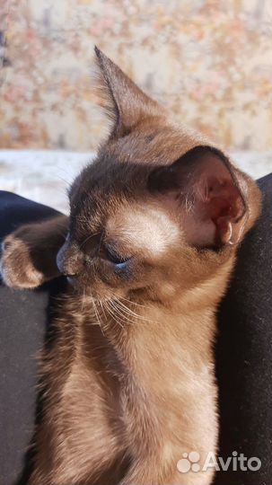 Бурманский котенок