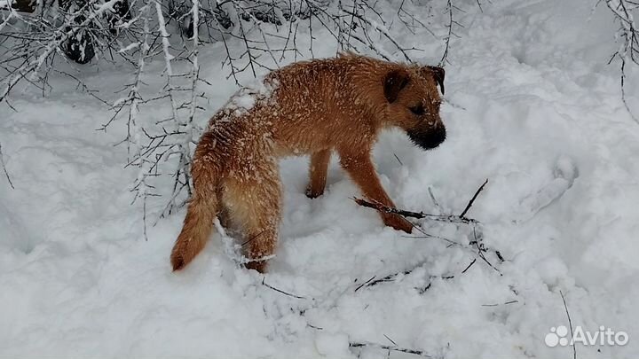 Отдам щенка в добрые руки бесплатно