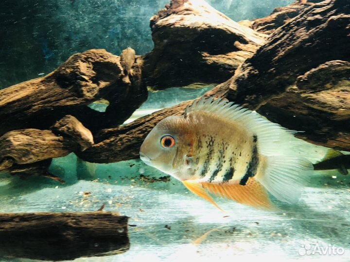 Цихлазома северум красноплечий