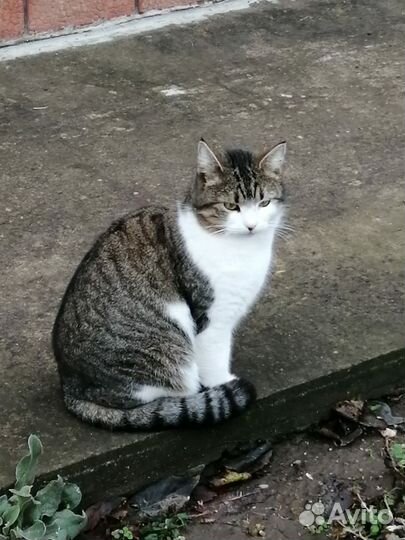 Кошки в добрые руки