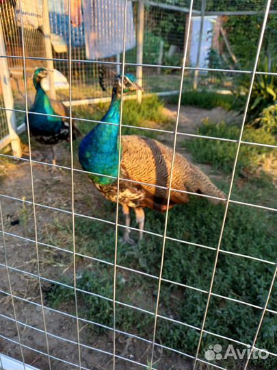 Индийский павлин