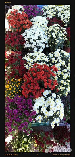 Хризантема