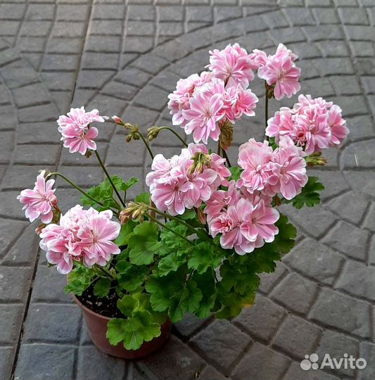 Герань пеларгония, крассула, эписция