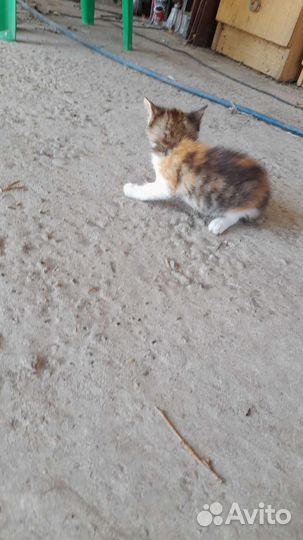 Отдам кошечку бесплатно в добрые руки