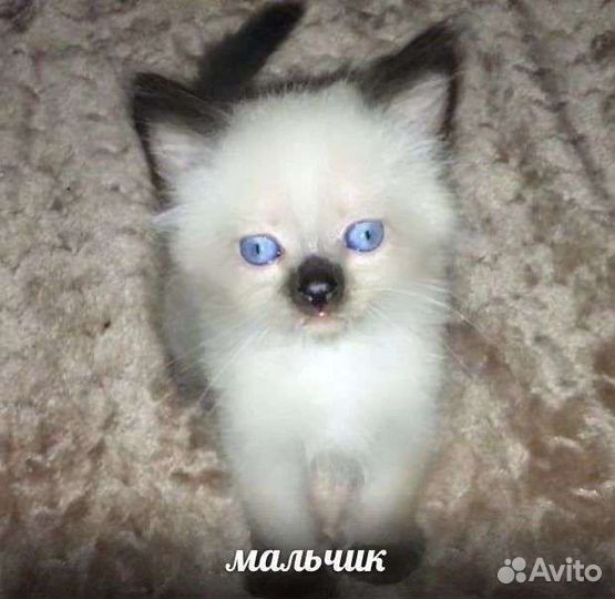 Котята невской маскарадной