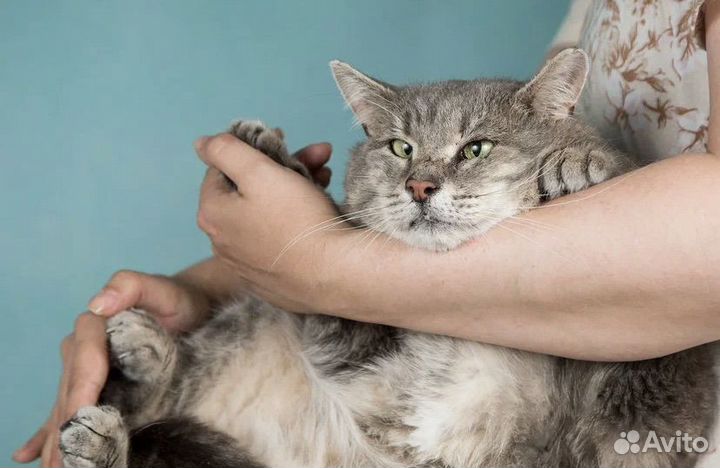 Котик Барсик. И не говорите что я не красив