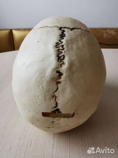 Череп-копилка 