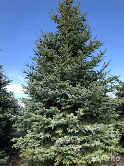 Голубые ели,пихты, Сибирские Ели, Сосны