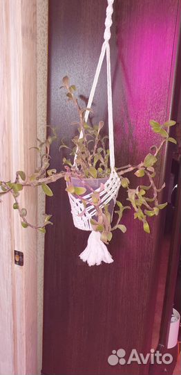 Традесканция