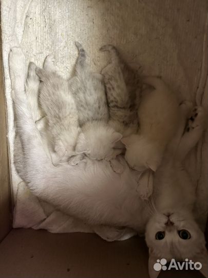 Шотландские котята