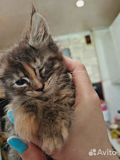 Котята мейн-кун