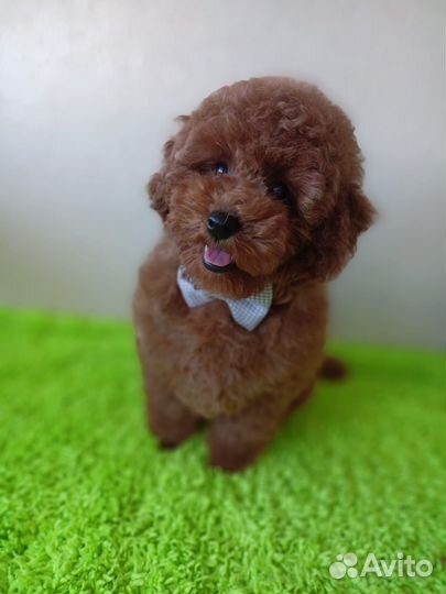 Миниатюрный пудель щенки