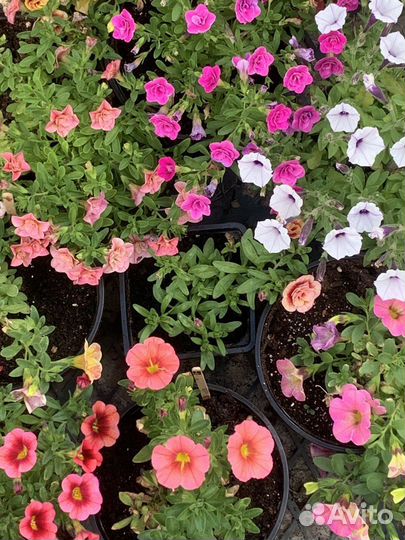 Калибрахоа, петуния, бакопа, алиссум, лабелия