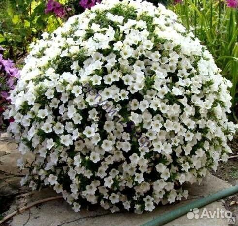 Вегетативные петунии и алиссум