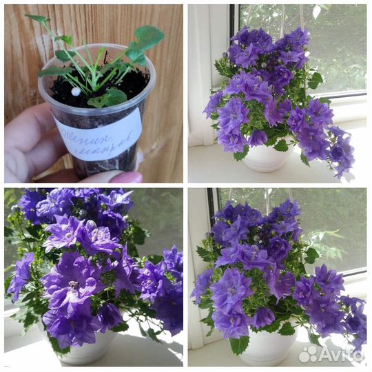Кампанула жених и невеста