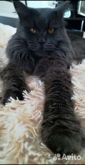 Мейн-кун вязка